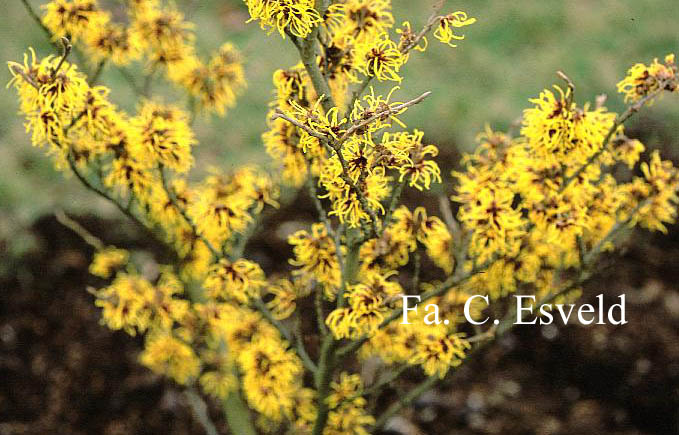 Hamamelis intermedia 'Advent'