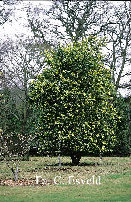 Ilex altaclerensis 'Lawsoniana'