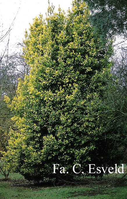 Laurus nobilis 'Aurea'