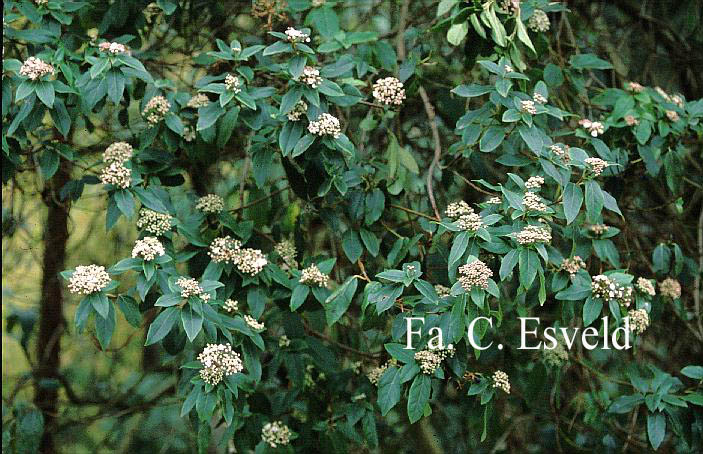 Viburnum tinus