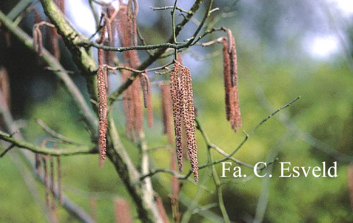 Corylus colurna 'Te-Terra Red'