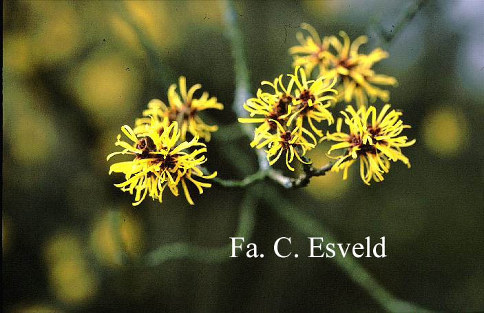 Hamamelis mollis 'Boskoop'