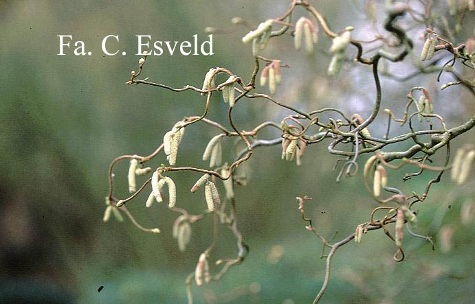 Corylus avellana 'Contorta'