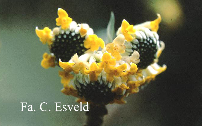 Edgeworthia chrysantha 'Grandiflora'