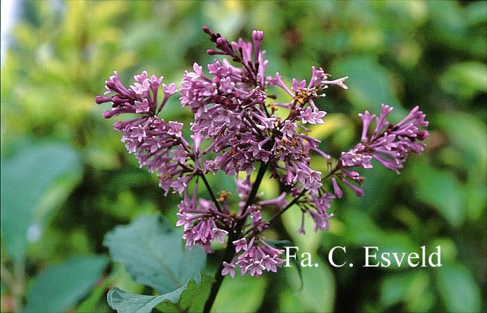 Syringa 'Royalty'