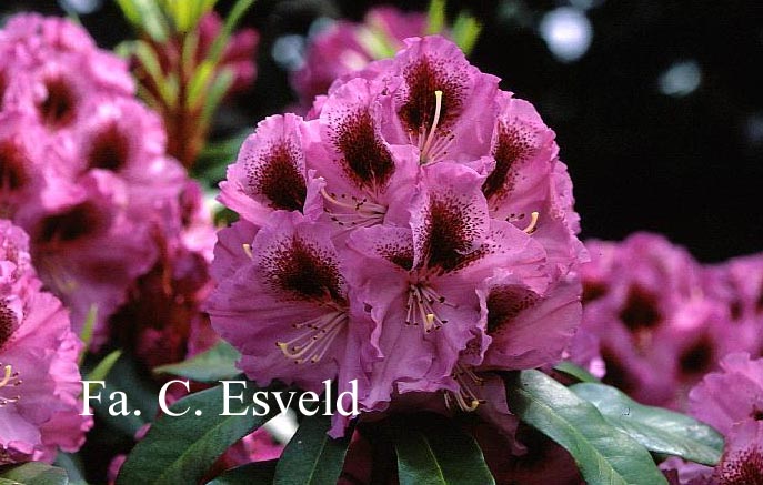 Rhododendron 'Holdrio'