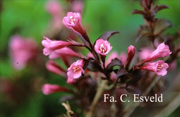 Weigela florida 'Foliis Purpureus'