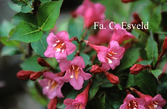 Weigela 'Evita'