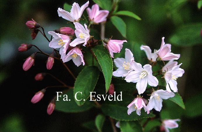 Deutzia purpurascens 'Kalmiiflora'