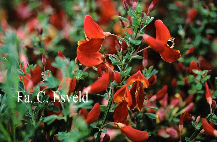 Cytisus 'Roter Favorit'