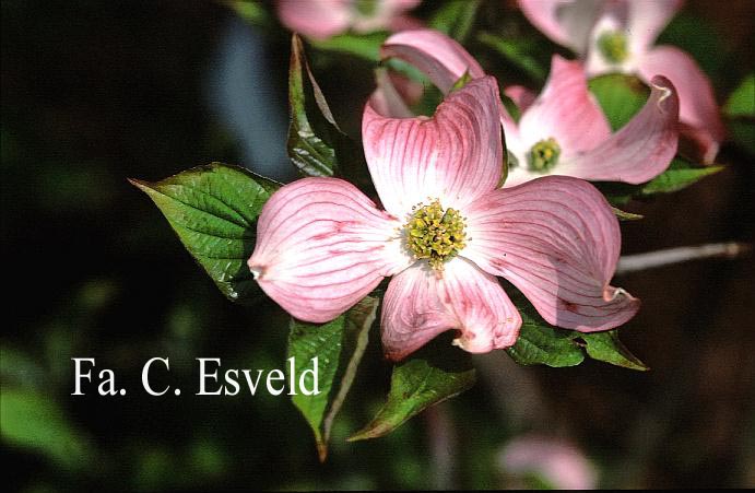 Cornus florida 'Rubra'