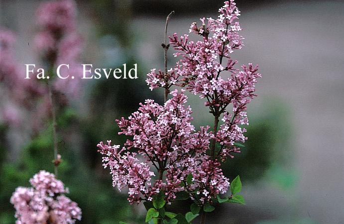 Syringa microphylla 'Superba'