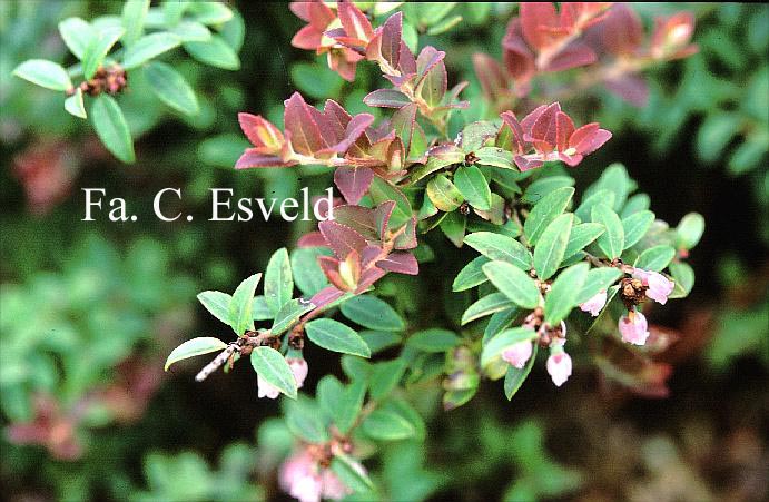 Vaccinium floribundum