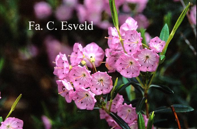 Kalmia polifolia