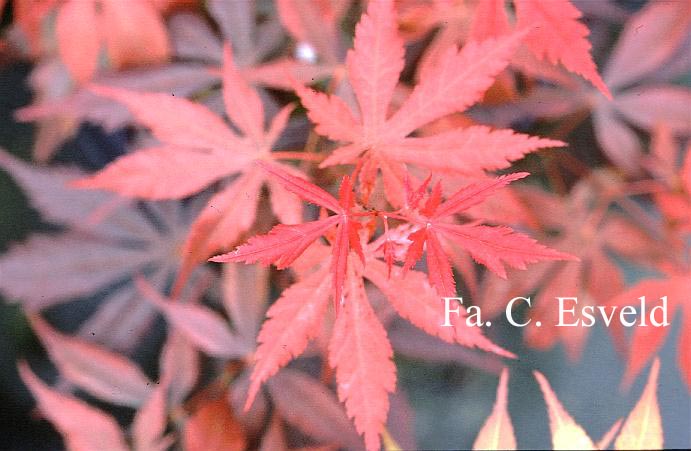 Acer palmatum 'Heguri'