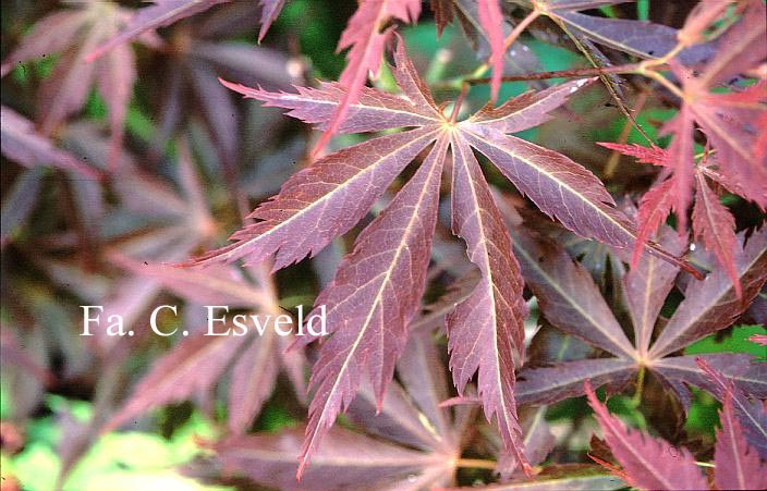 Acer palmatum 'St. Jean'