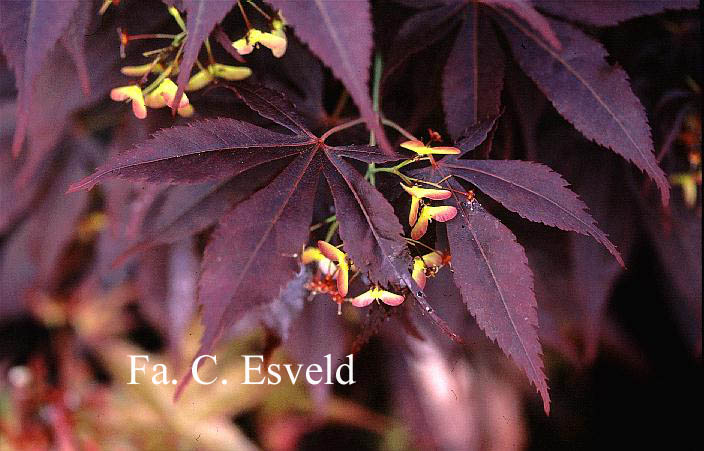 Acer palmatum 'Red Jonas'