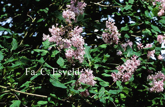 Syringa komarowii