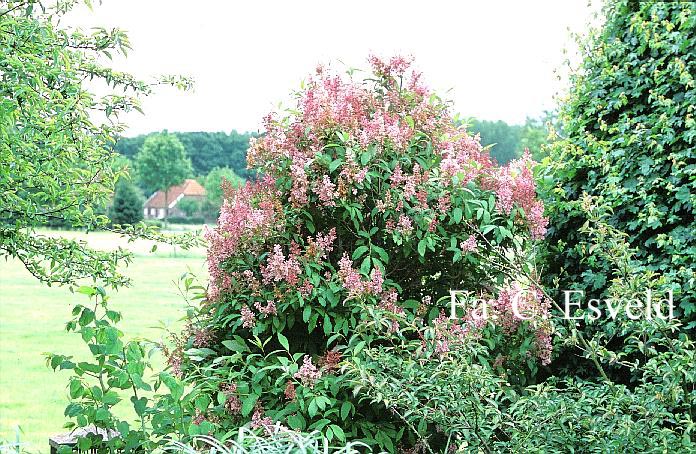 Syringa 'Minuet'