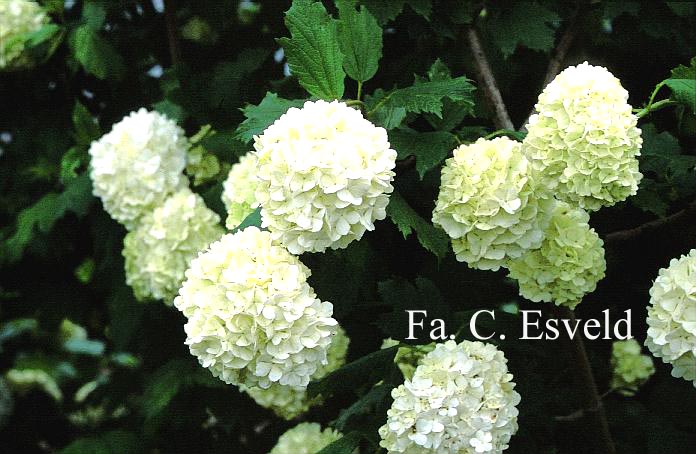 Viburnum opulus 'Roseum'