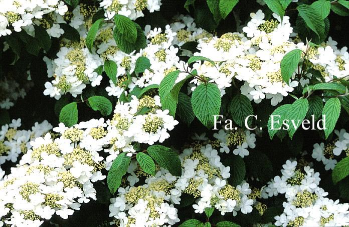 Viburnum plicatum 'Shoshoni'