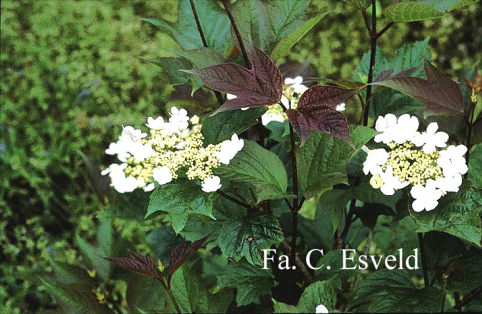 Viburnum opulus