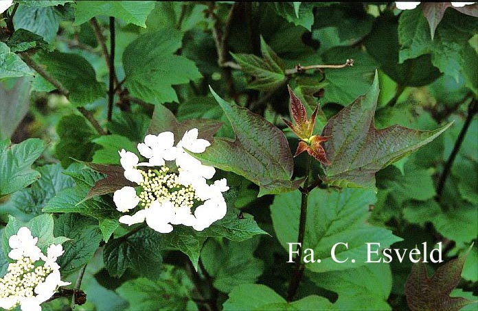 Viburnum opulus