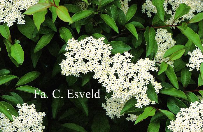 Viburnum cassinoides