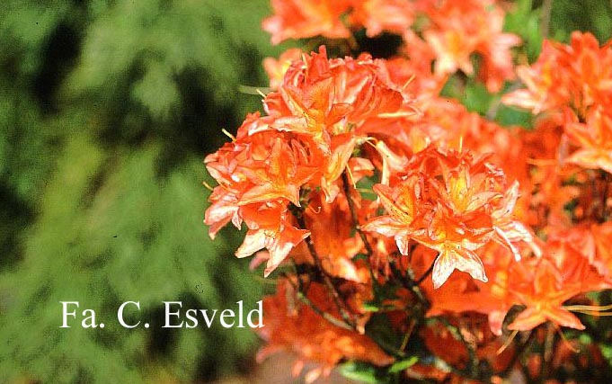 Azalea 'Saturnus'