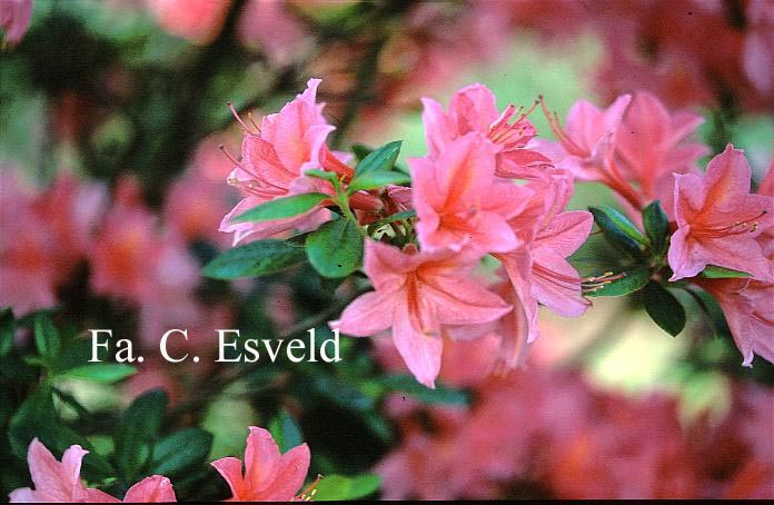 Azalea 'Jolie Madame'