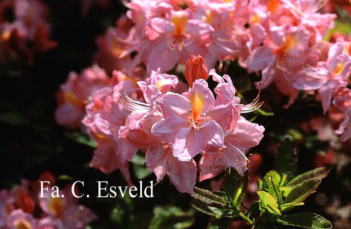 Azalea 'Cecile'