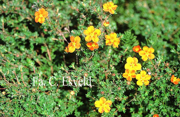 Potentilla fruticosa 'Hopley's Orange'