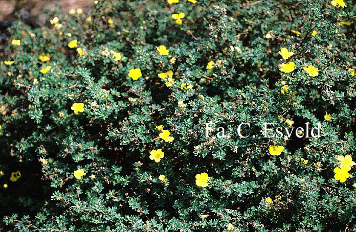 Potentilla fruticosa 'Medicine Wheel Mountain'