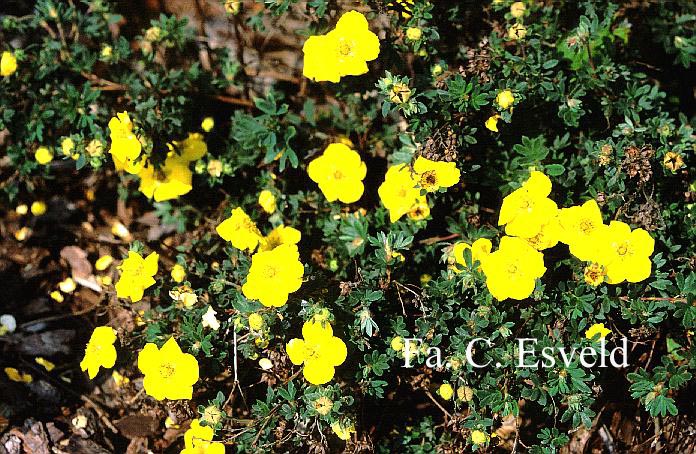 Potentilla fruticosa 'Goldstar'