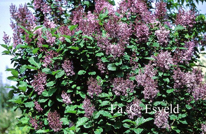 Syringa wolfii