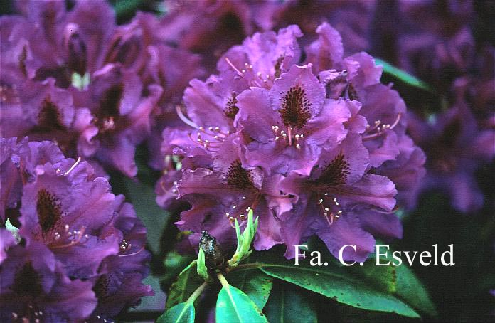 Rhododendron 'Azurro'