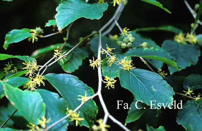 Hamamelis virginiana