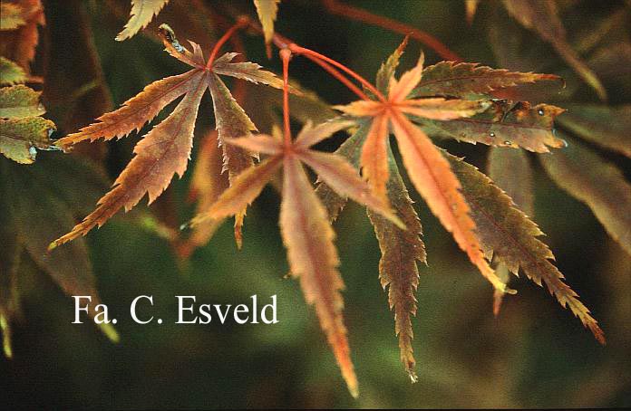 Acer palmatum 'Wakehurst Pink'