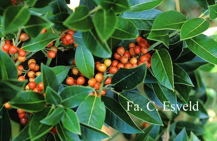 Ilex altaclerensis 'Belgica'