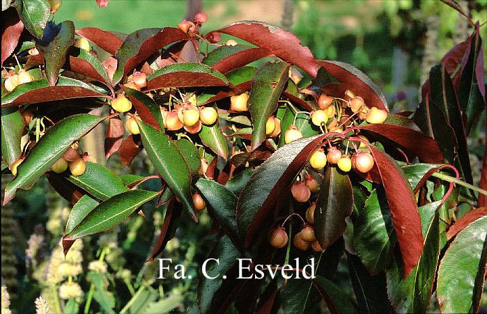 Euonymus grandiflorus