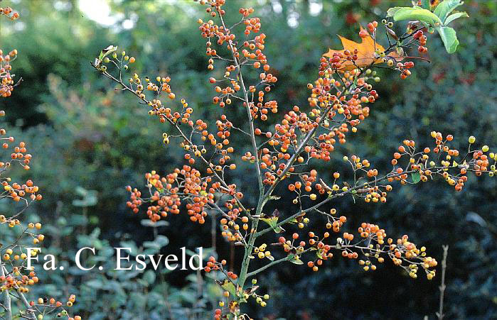 Photinia villosa 'Maximowicziana'