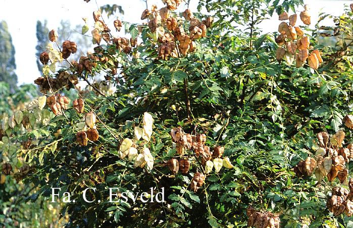 Koelreuteria paniculata 'Rosseels'