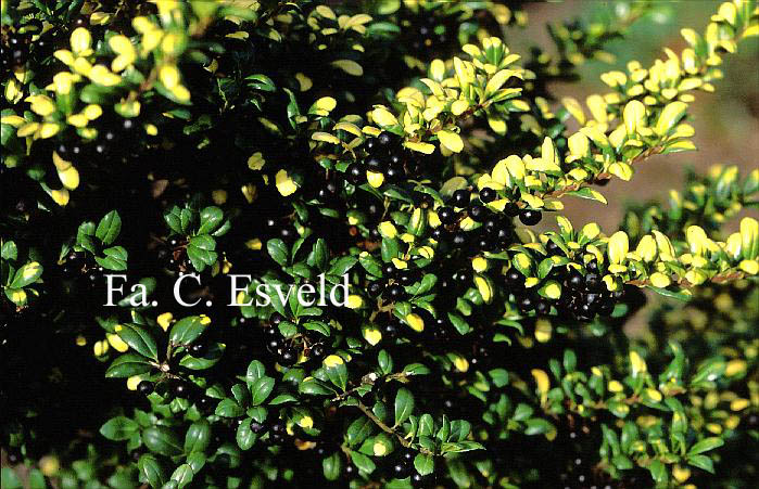 Ilex crenata 'Convexed Gold'