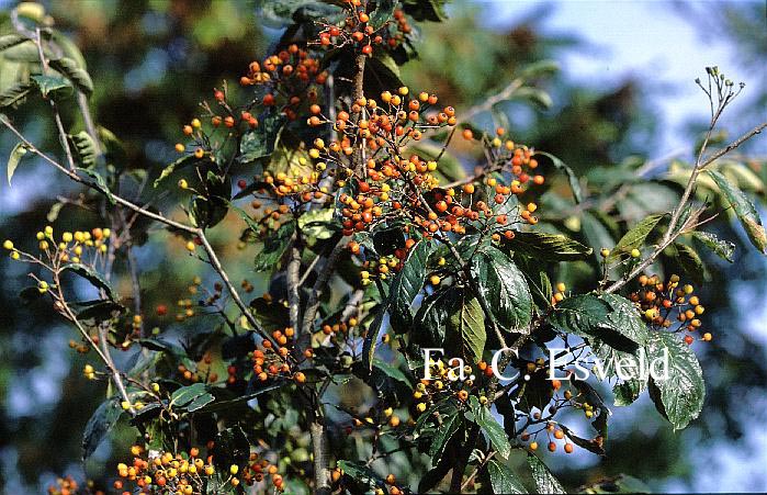 Photinia beauverdiana