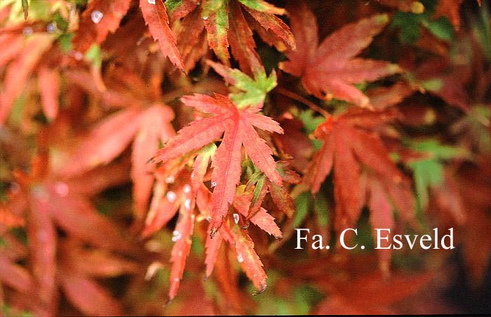 Acer palmatum 'Sandra'