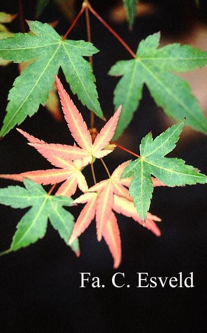 Acer palmatum 'Nakahara beni'