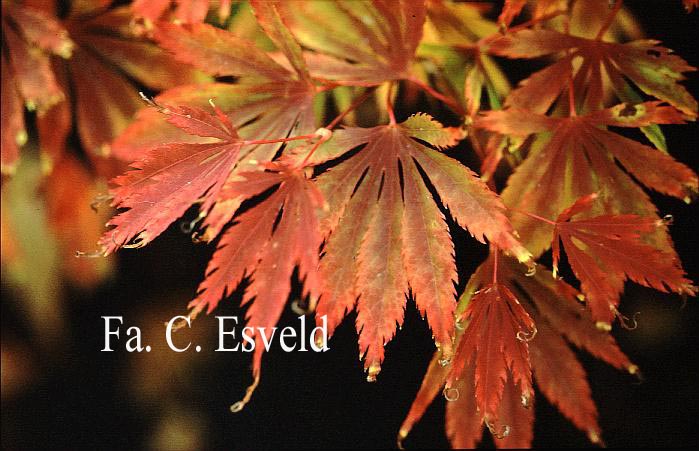 Acer palmatum 'Fascination'