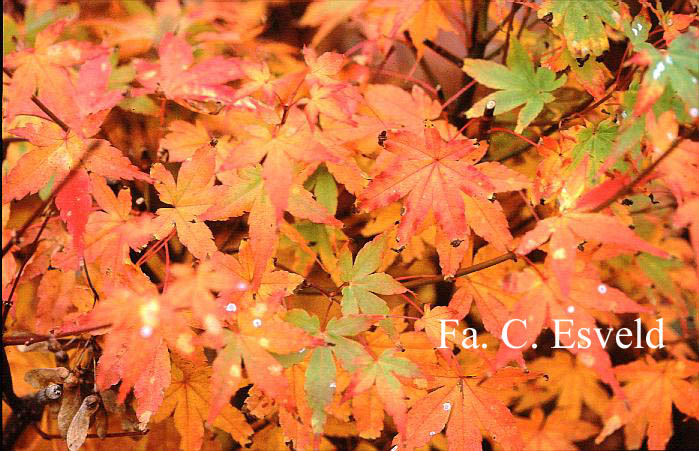 Acer palmatum 'Takao'