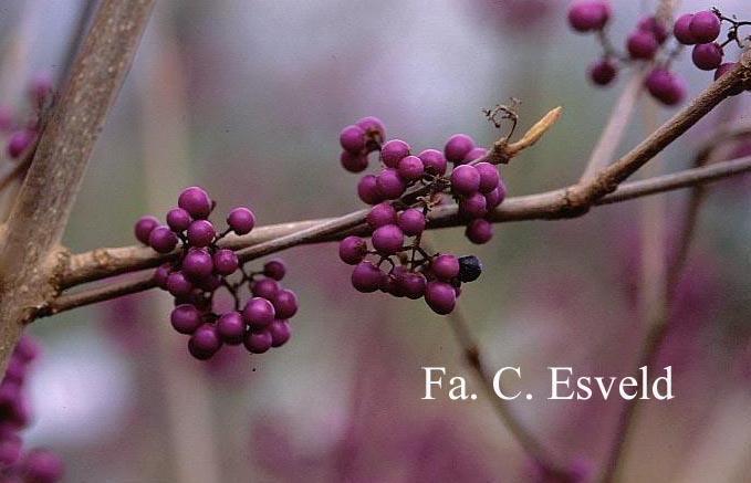 Callicarpa bodinieri 'Profusion'