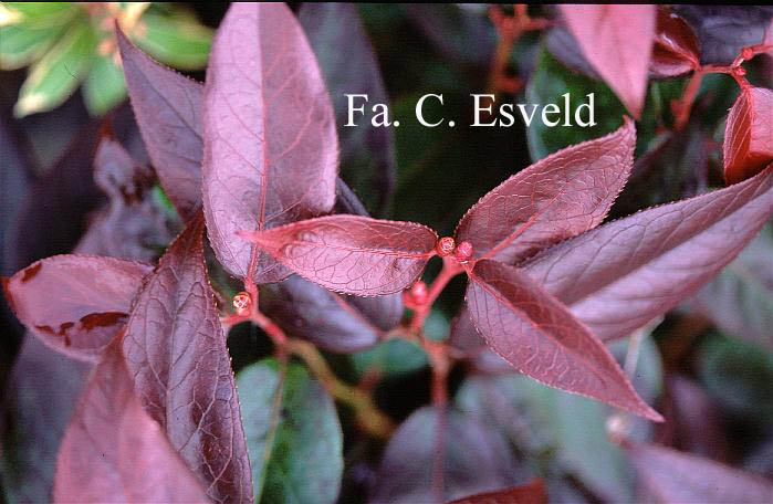 Leucothoe 'Zebonard' (LOVITA)